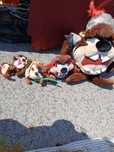 Coleção diabo da Tasmânia peluche