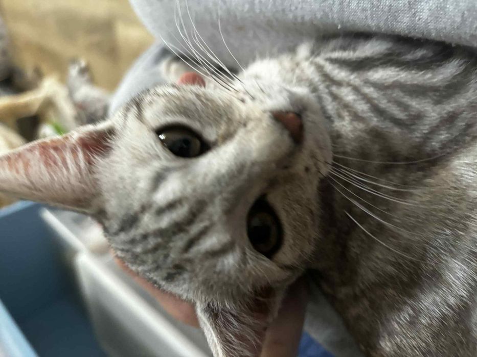 Łajbus żywe srebro chce pobiec do domu-kot do adopcji