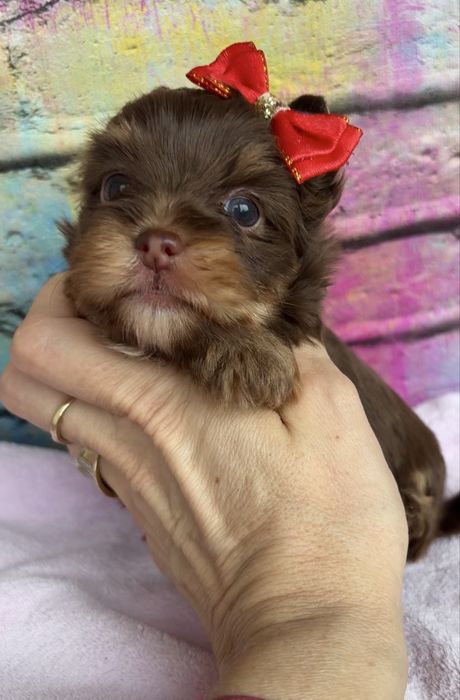 Yorkshire Terrier choco , choco tan , czekolada  suczka