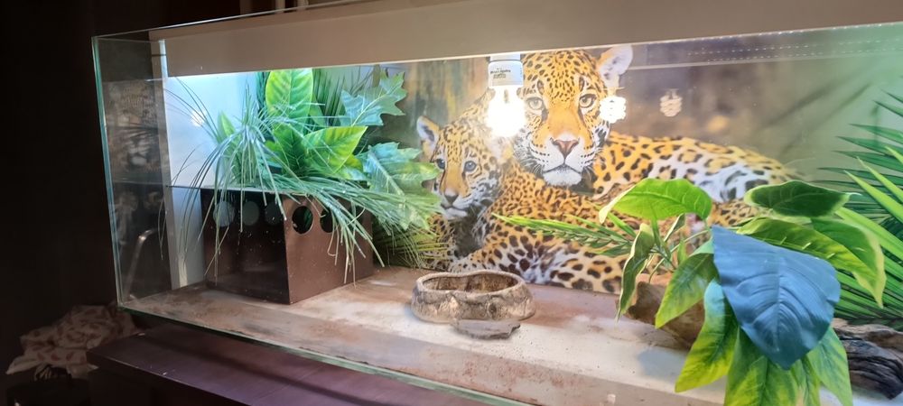 Terrarium wyposażone z oświetleniem.