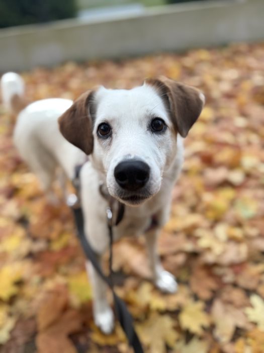 Pełna miłości i uroku sunia szuka domu