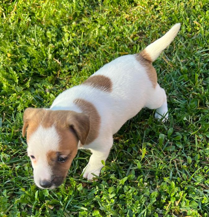 Sprzedam suczkę Jack russell terrier