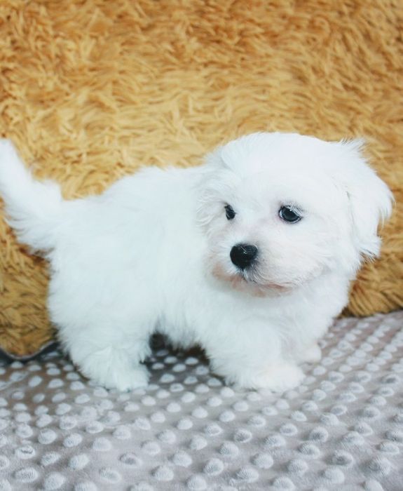 Piesek maltańczyk szczeniak do odbioru!!!