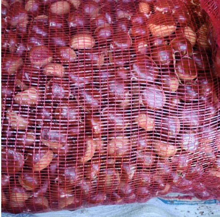 vendo castanhas de carrazedo de montenegro