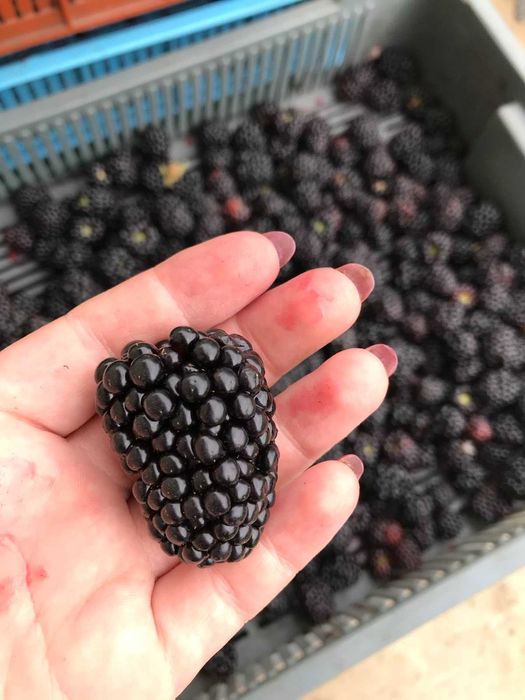 Продам саджанці ожини