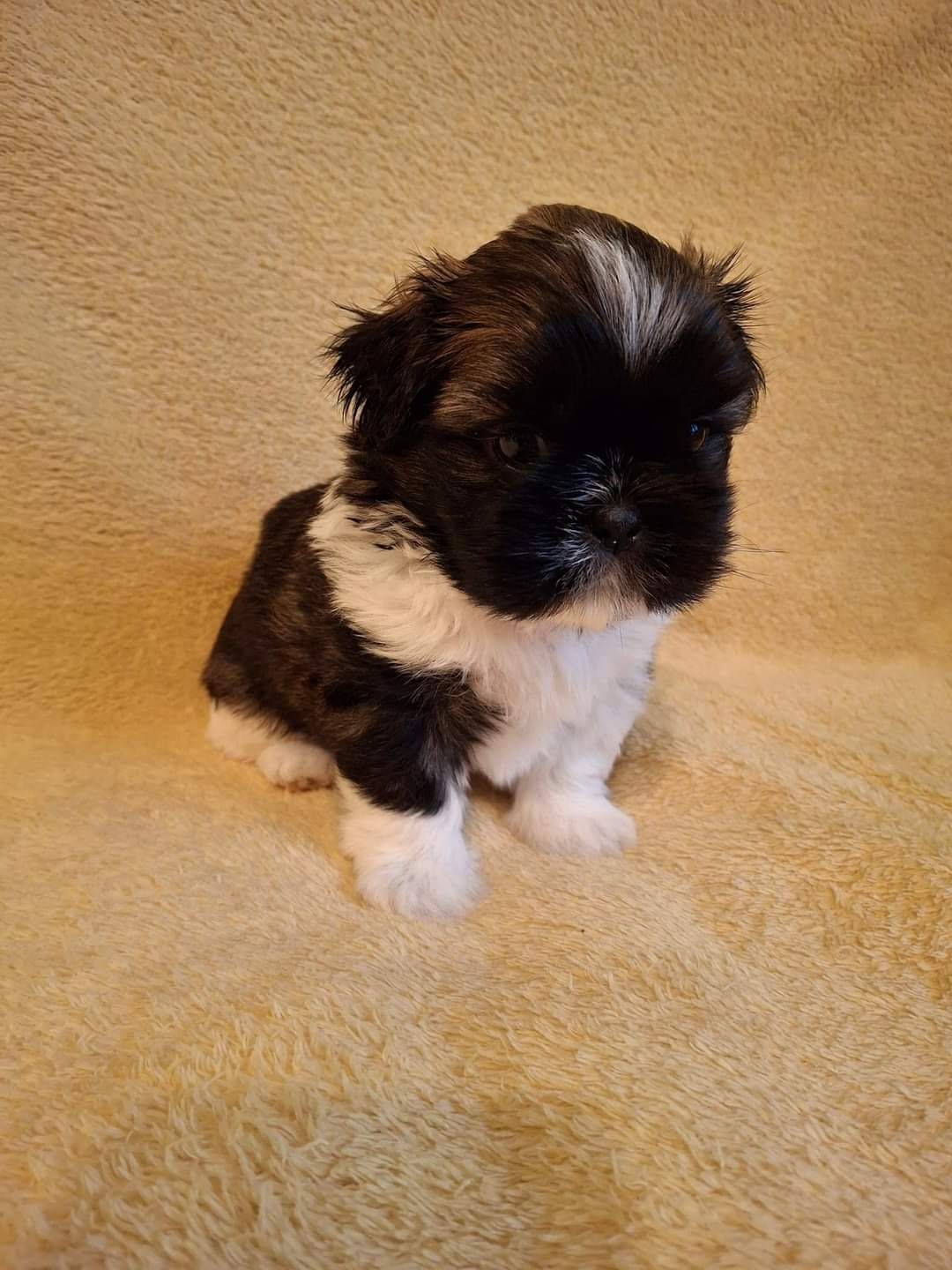 Śliczny piesek Shih Tzu - tricolor