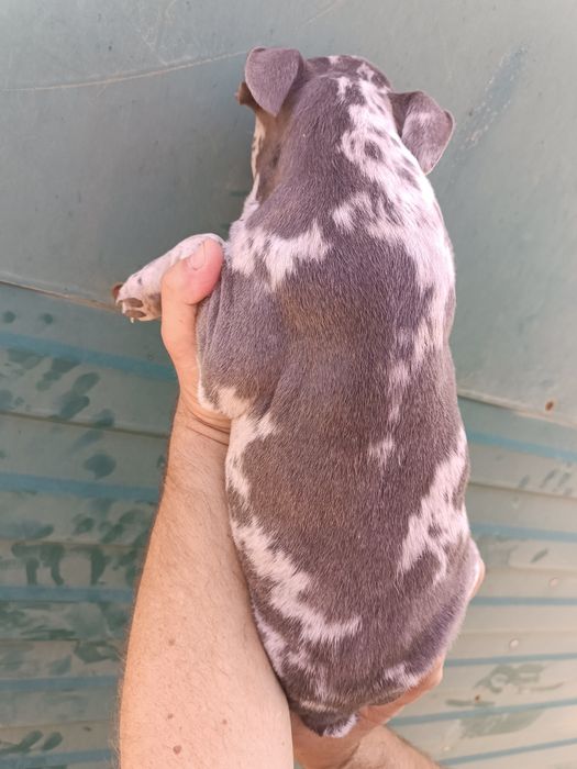 Французький бульдожка хлопці та дівки доставимо