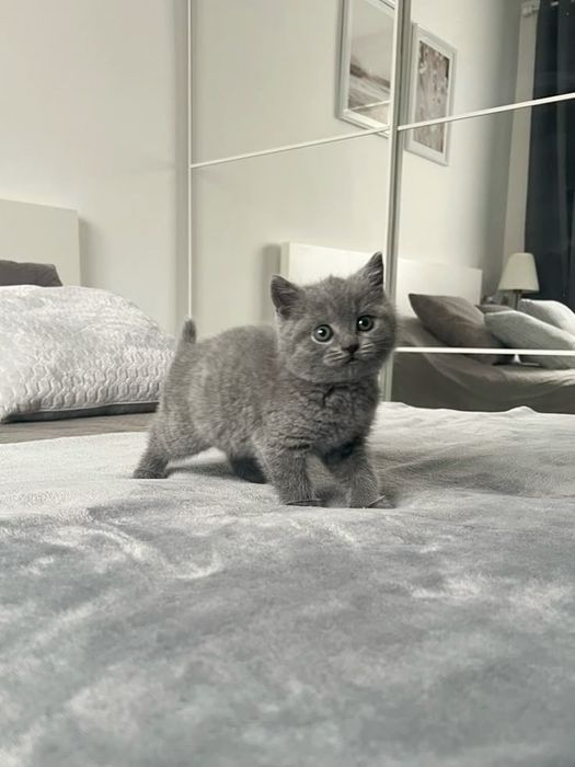 Британські котики, прямовухі кошенята
