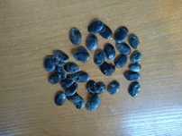 Семена люфы. Продам от 50 шт