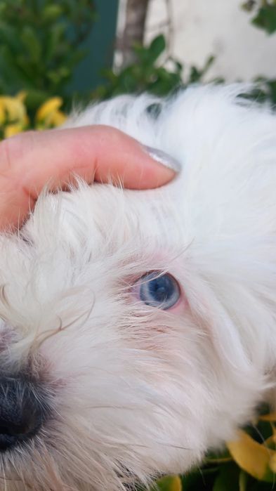 Bichon maltes pequenino macho olhos azuis