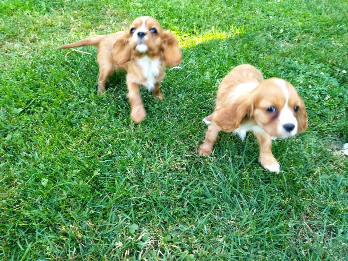 Cavalier King Charles