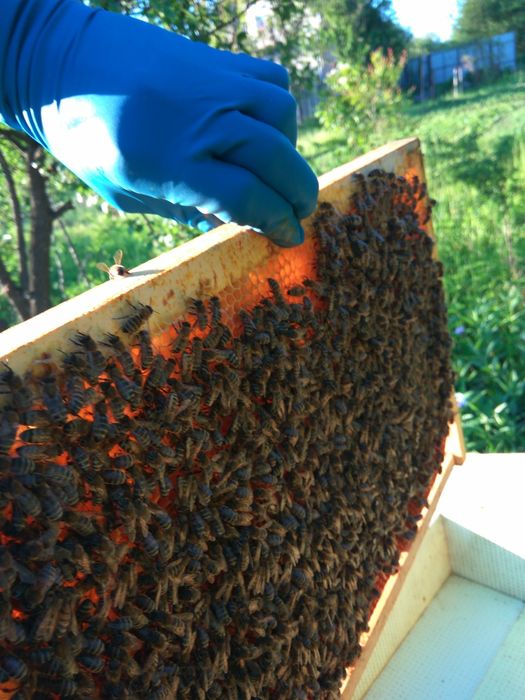 Продам бджолопакети