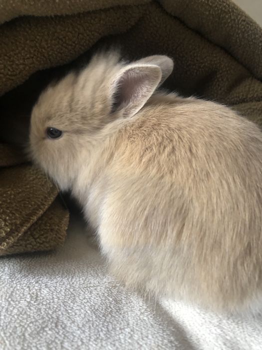 Кролик, декоративный кролик