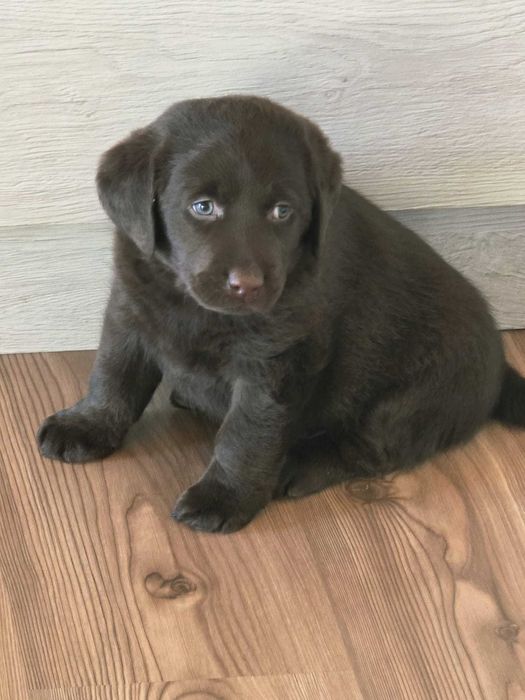Labrador retrevier castanho