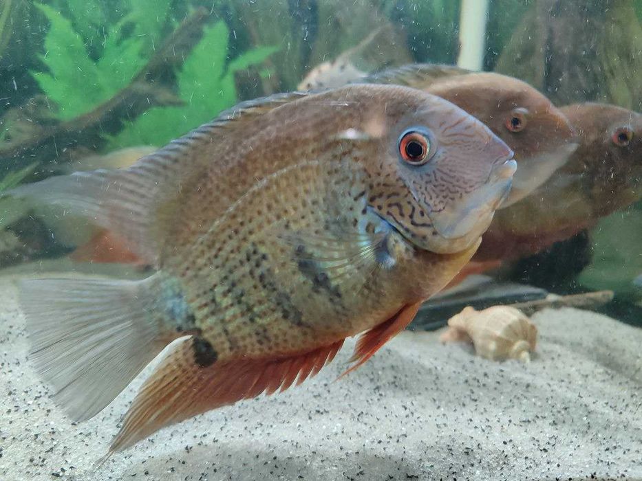 Северум красноплечий