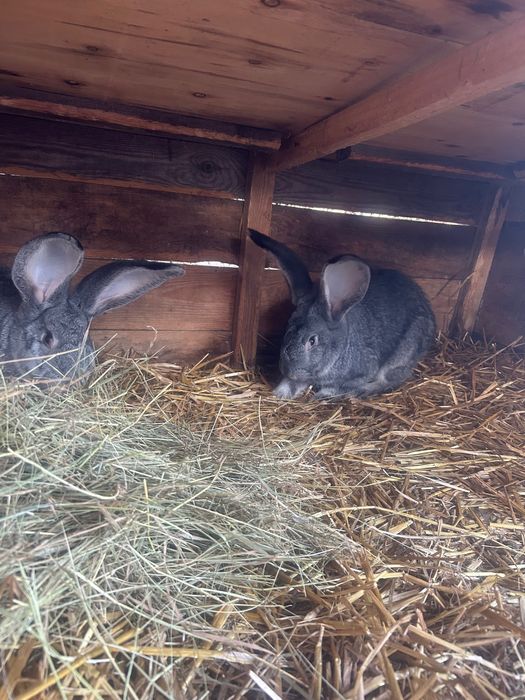 Belgijski Olbrzym Szynszylowaty