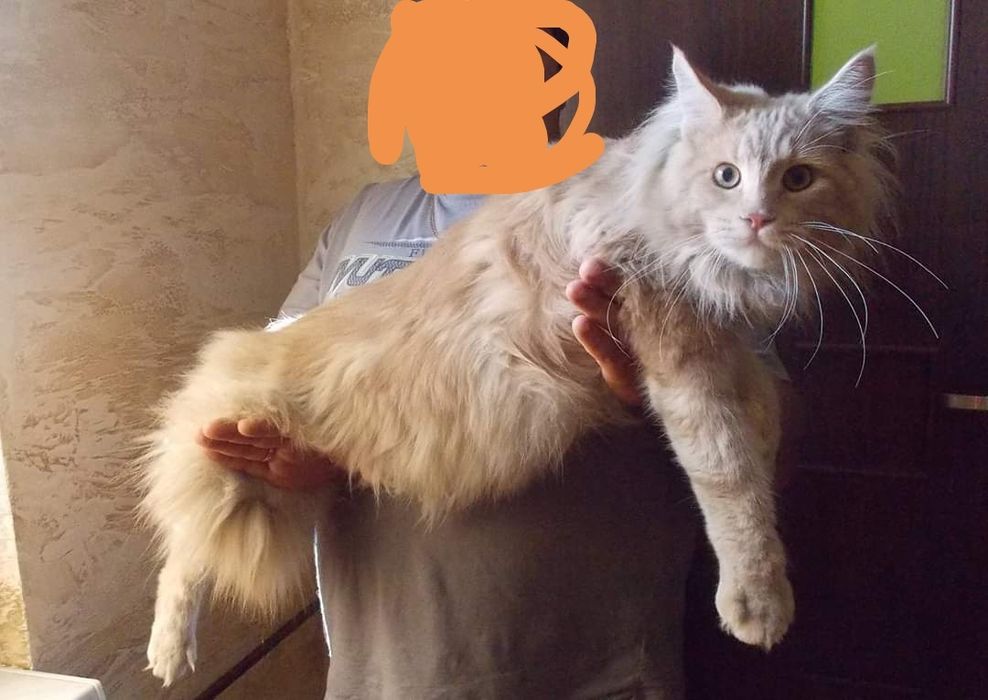 Piękna Koteczka Kiara Maine coon