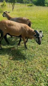 Owca baran tryk kameruński