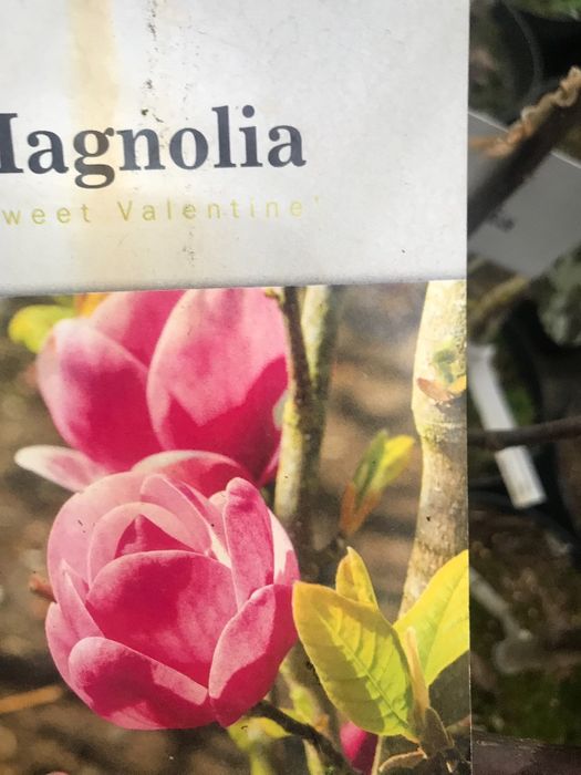 MAGNOLIA Gennie Cena 85 zł