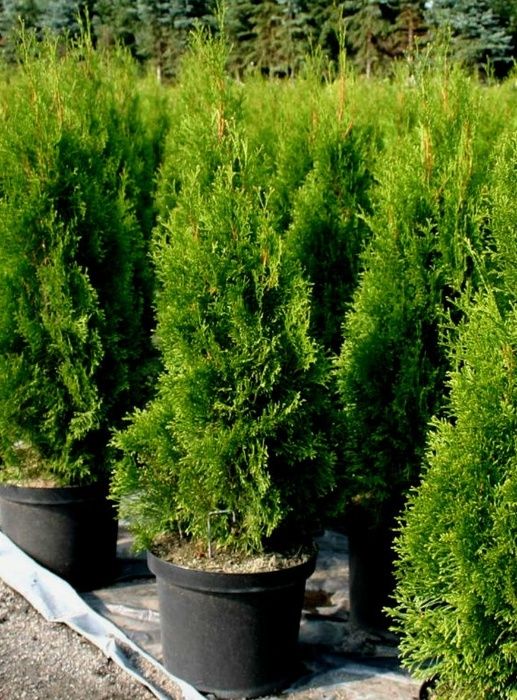 Thuja Smaragd Żywopłoty Nasadzenia Dowóz do klienta Tuja Szmaragd