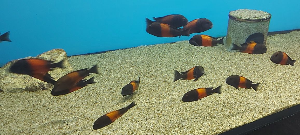 Tropheus Black Bemba Tanganika Malawi