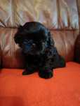Czarna suczka Shih Tzu