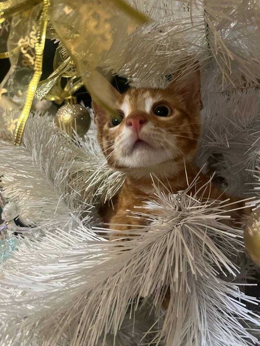 красивые котята для добрых людей !