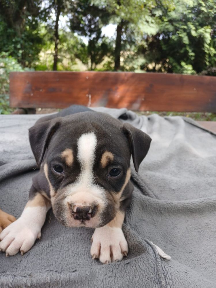 American Bully śliczny piesek