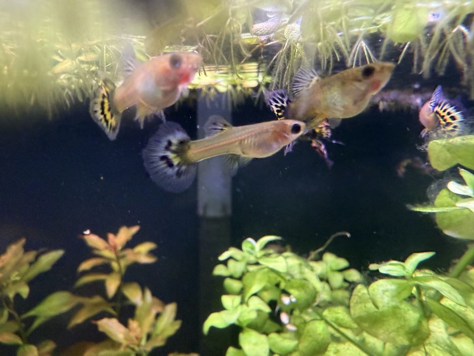Gupik gupiki Galaxy Red Blue Tiger Dumbo pakiet 10 sztuk samców