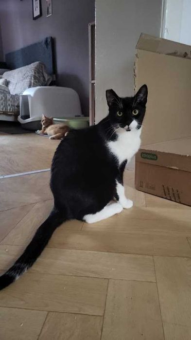 MELON - śliczny nieśmiały 9-miesięczny kocurek szuka domku na zawsze!