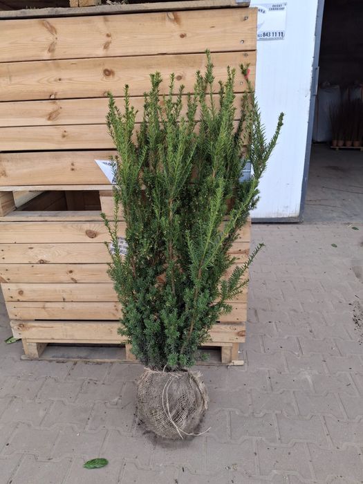 Cis hiksi 110-125m donica. David hilli szmaragd laurowiśnia Bonsai
