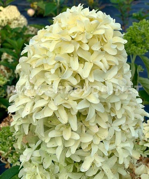 Гортензия-60грн.