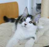Kocurek Maine Coon - Bydgoszcz