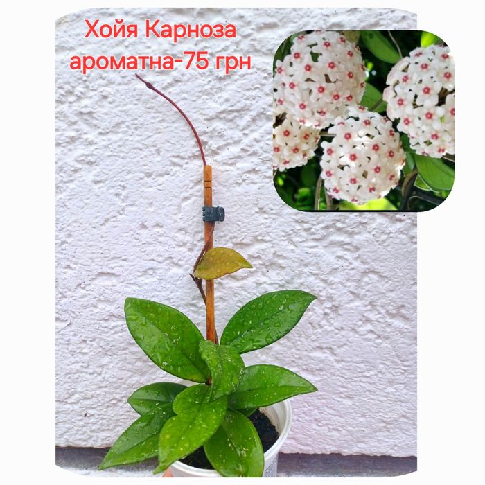 Хойя Матильда Сплеш, Хойя Белла, Хойя Карноза Хоя Карноза, розпродаж!