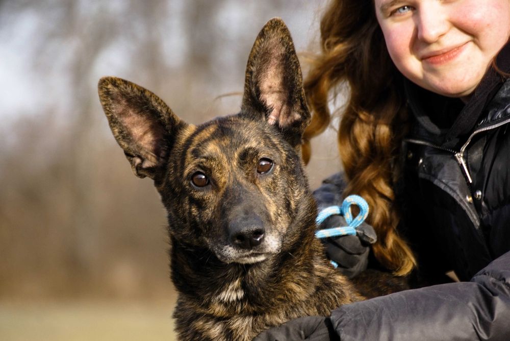 Adora - piekna pręgowana sunia