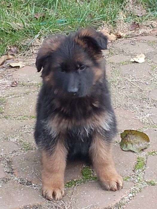 Owczarek niemiecki długowłosy