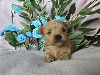 Maltipoo chłopiec