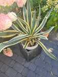 Agava variegata amerykańska