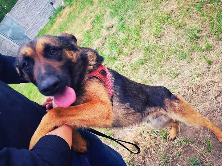 DALI spójrz, pokochaj i adoptuj