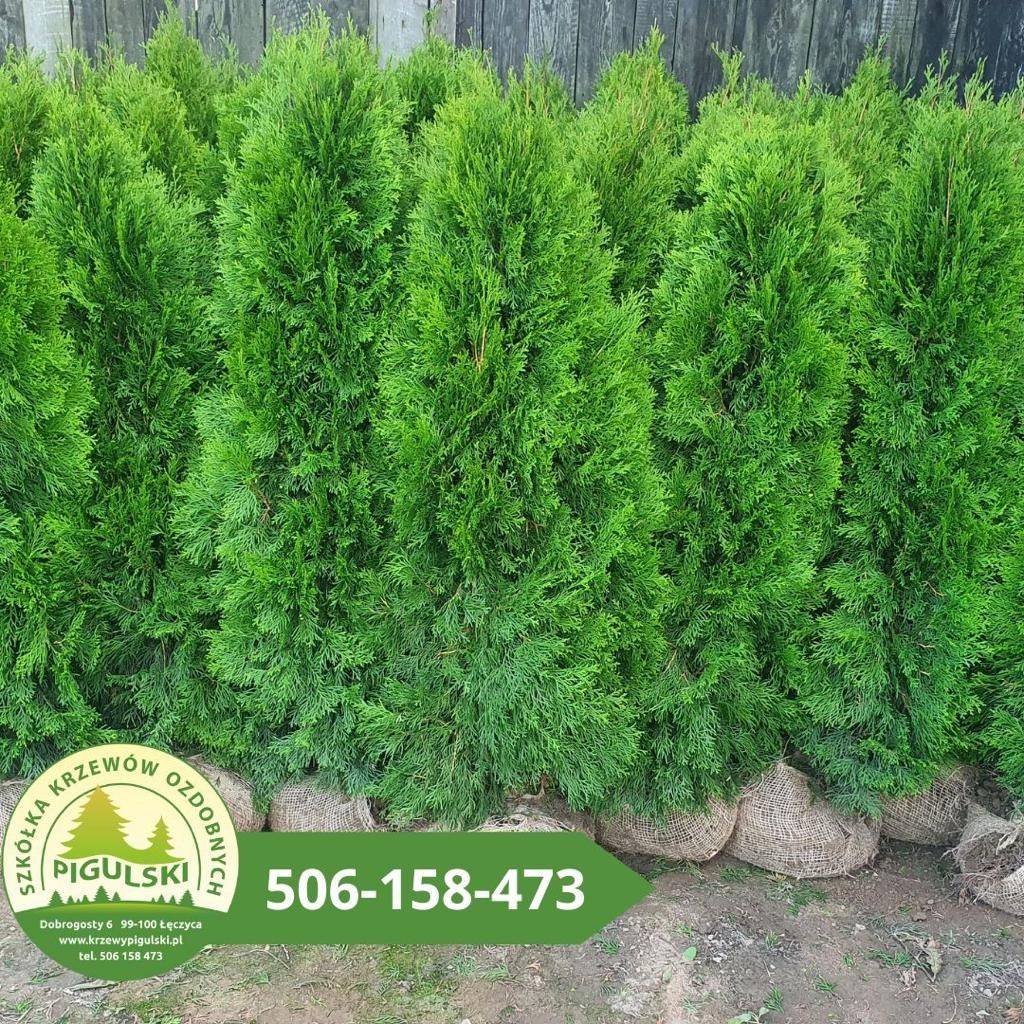 Thuja Smaragd 150 -160 cm Tuje Tuja Szmaragd Żywopłot Szmaragdowe