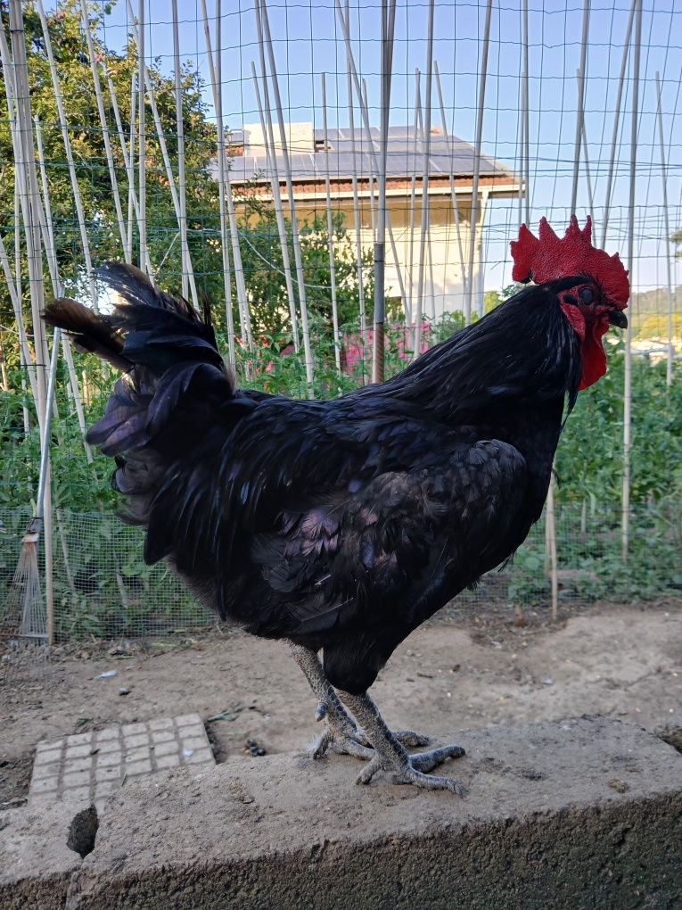 Galo preto 1 ano