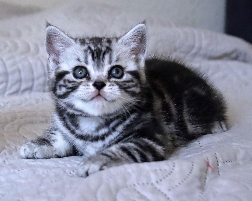 Віскас мраморна котятка супер преміум кошенята