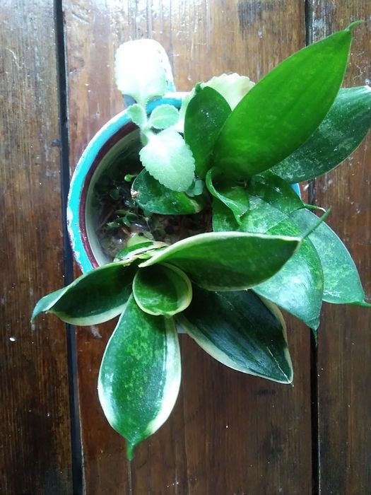 .Рэо. Кактусы, суккуленты.