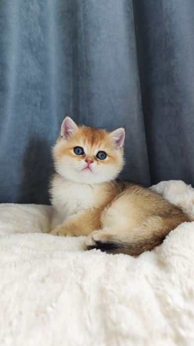 Кошенята британка золота шиншила