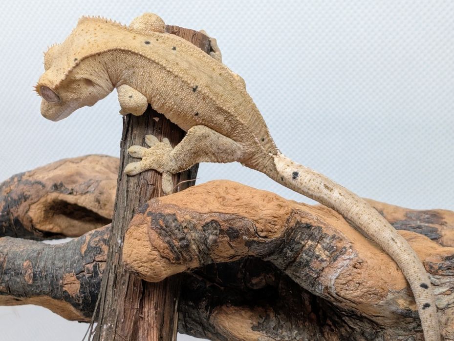 Gekon orzęsiony nsex