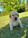 Labrador retriver !!!