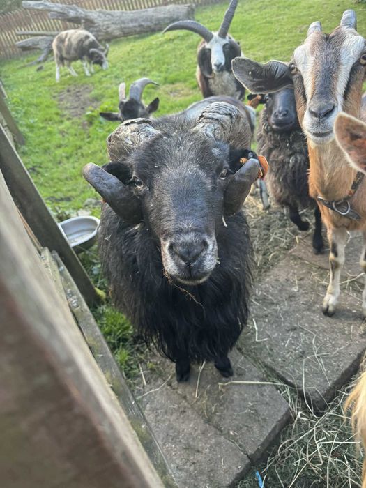 baranek, reproduktor, cena do oddania 200 zł