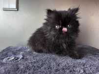 Gatinho persa brincalhão