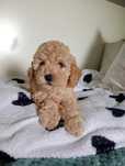 Poodle apricot disponível