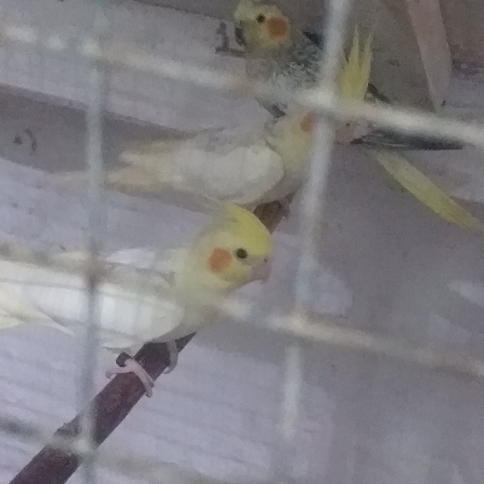 Papugi Nimfy dorosłe